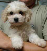 cavachon puppies available 12 week sold 