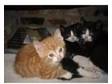 Adorable kittens. 1 ginger female 2 black and white....