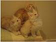 Turkish angora kittens for sale near York