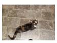 1yr old tortie n white spayed female cat. very reluctant....