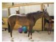 Rising 4yo 15.1hh TB mare by One Cool Cat. Natty is....