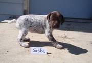 German Shorthaired Pointer Puppies For Good Homes