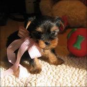 Cute Yorkshire Terrier Puppies For Caring Homes