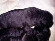 LABRADOR PUPPIES for sale,  chocolate and black,  full....