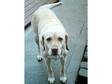 8yrs Old Short Haired Golden Labrador (FREE TO A GOOD HOME).