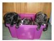 Staffordshire Bull Terrier Puppies. 3 staffie pups for....