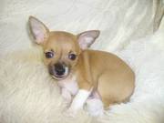 male smoothcoat chihuahua 9weeks old £550