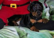Outstanding Adorable Doberman Pinscher puppy for sale