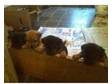 Patterjack puppies for sale patterdale. Patterdale x....