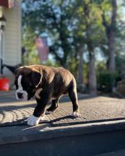 Beautiful Boxer Puppies for Sale!!!!!