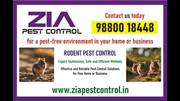 1 Rodent Pest Control | Bed Bugs Treatment | Cockroach pest service |