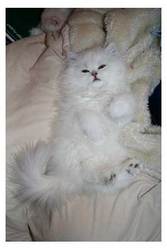 Cute White Face Persian Kitten 
